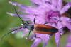 Stenurella melanura
